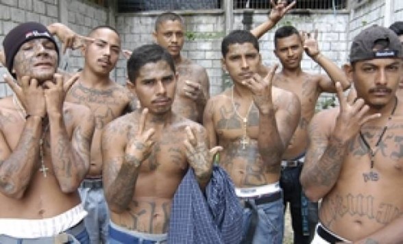 Members Of Ms 13 Gang Captured Canyon News